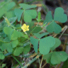 Photo de fleurs d'oxalide dress�e - Oxalis stricta
