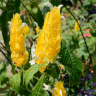 Photo des fleurs de panache d'officier - Pachystachys lutea