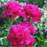 Photo de fleurs de pivoines