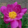 Photo d'une fleur de pivoine