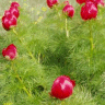 Photo d'une fleur de pivoine tenuifolia - Paeonia tenuifolia