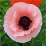 Photo de la fleur de pavot d'orient coral reef