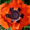 Photo d'une fleur de pavot d'orient