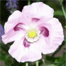 Photo de la fleur du pavot � opium