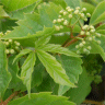 Photo de vigne vierge - Parthenocissus quinquefolia