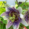 Photo d'une passiflore - Fleur de la passion