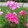 Photo des fleurs du pelargonium - G�raniums des jardins
