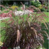 Photo du feuillage de pennisetum rubrum