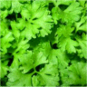 Photo de feuilles de persil