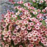 Photo de fleurs de p�tunia million bells
