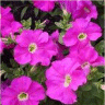 Image des fleurs de p�tunia resisto