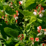 Photo d'haricot d'Espagne - Phaseolus coccineus