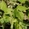 Photo de haricot commun - Phaseolus vulgaris