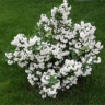 Photo de seringat virginal - Philadelphus virginalis