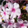 Photo des fleurs de phlox macul�