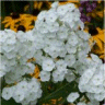 Photo des fleurs de phlox panicul� jaqueline maille
