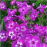 Photo des fleurs de phlox mauve au coeur blanc