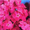 Photo des fleurs de phlox paniculata pink hill
