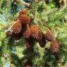 �pinette de Norv�ge - Picea abies
