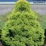 �pinette blanche Rainbow's end - Picea glauca 'Rainbow's end'