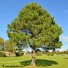 Pin rouge - Pinus resinosa