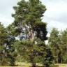 Pin sylvestre - Pinus sylvestris