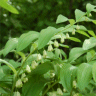 Photo de Sceau-de-Salomon - Polygonatum odoratum