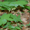 Photo d'herbe � panaris - Polygonatum pubescens