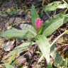 Photo de renou�e amphibie - Polygonum amphibium
