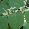 Photo de renou�e Japonaise - Polygonum cuspidatum