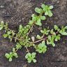 Photo de pourpier potager
