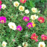 Photo de fleurs de pourpier � grandes fleurs