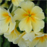 Photo de fleurs de primev�re des jardins - Primula x polyantha