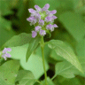 Photo de charbonni�re - Prunella vulgaris