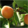 Prunus armeniaca - Photo d'un abricotier