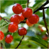 Prunus avium - Photo de cerisire