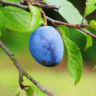 Photo de prunier - Prunus domestica