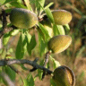 Photo d'un amandier - Prunus dulcis