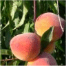 Prunus persica - Photo de p�cher