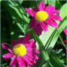 Photo de fleurs de pyr�thre coccineum