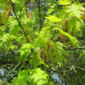 Ch�ne �carlate - Quercus coccinea