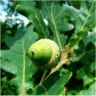 Photo de ch�ne anglais - Quercus robur