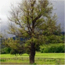Photo d'un ch�ne rouge - Quercus rubra