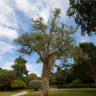 Ch�ne-li�ge - Quercus suber