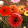Photo de renoncule des fleuriste - Ranunculus asiaticus
