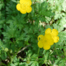 Photo de renoncule rampant - Ranunculus repens