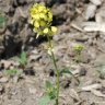 Photo de fleurs de radis sauvage - Raphanus raphanistrum