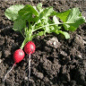 Photo de radis - Raphanus sativus