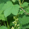 Photo de gadelier � grappes  - Ribes rubrum