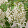 Photo de fleurs de robinier faux-acacia - Robinia pseudoacacia
